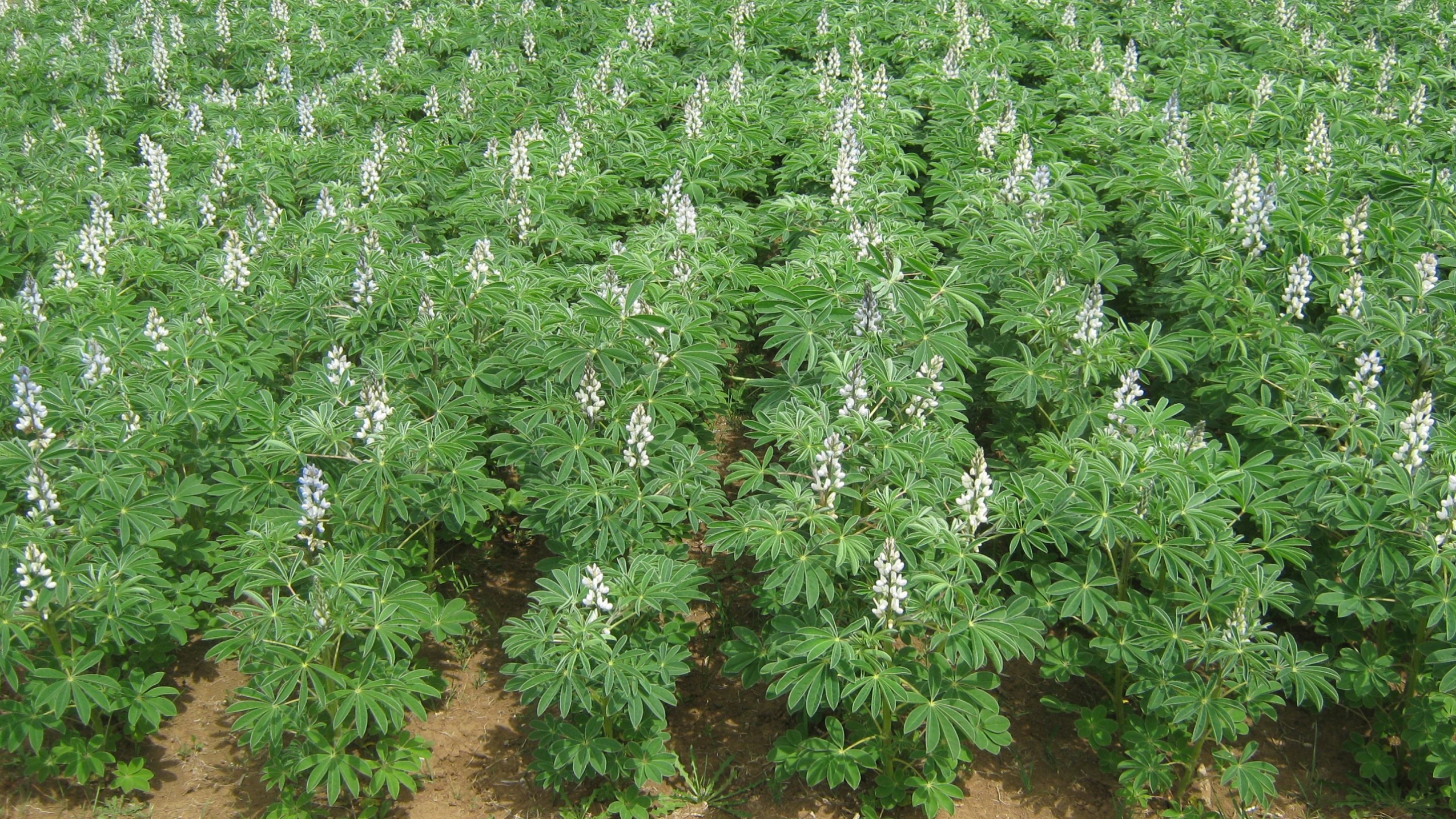Campo de lupinos
