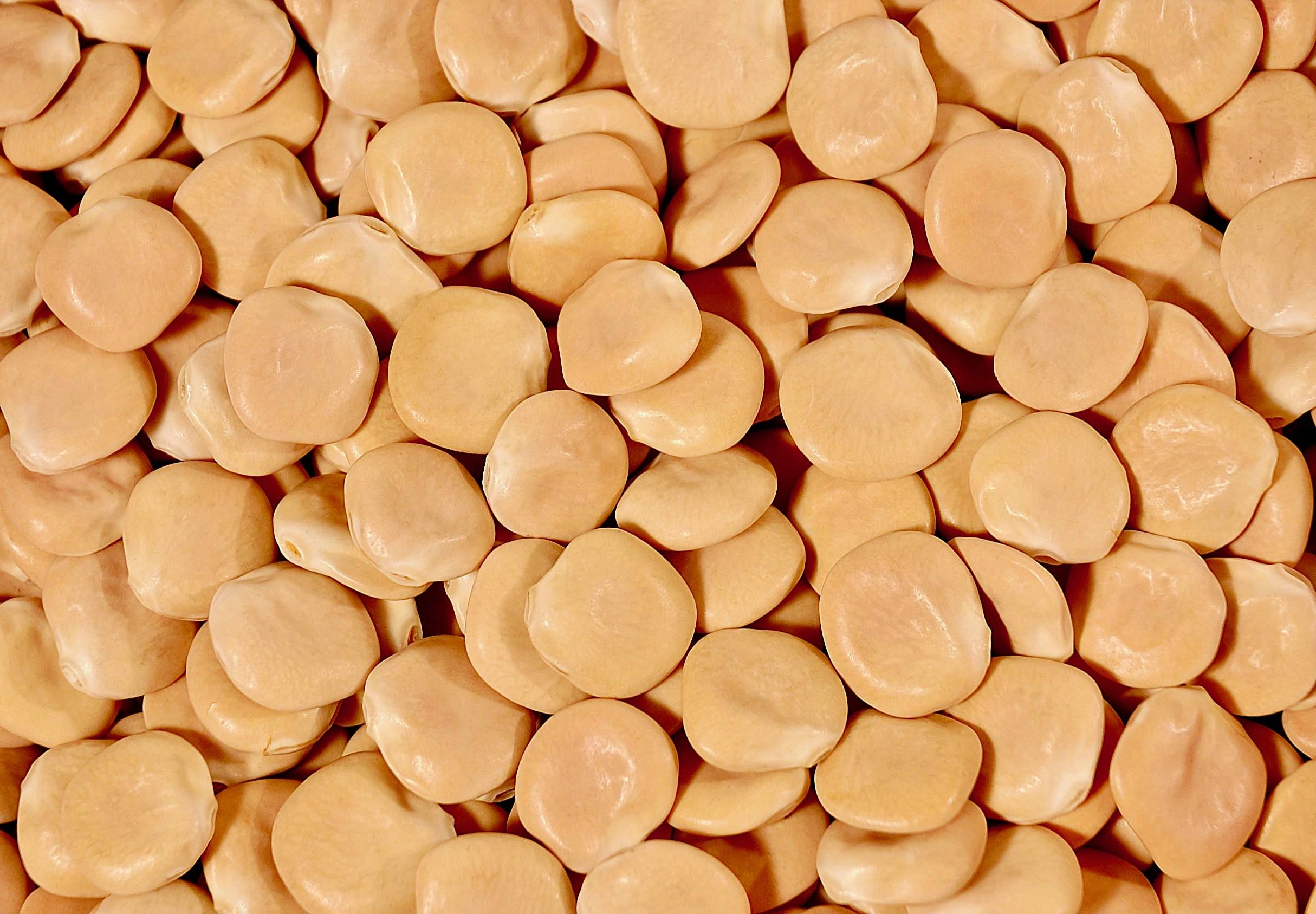 Lupinos Amargos y Altramuces Chilenos
